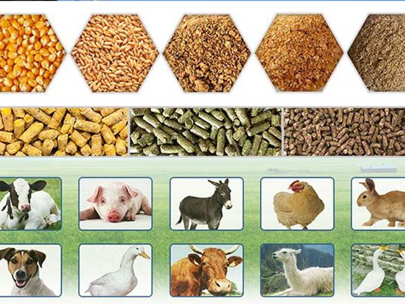 Cơ sở thức ăn chăn nuôi